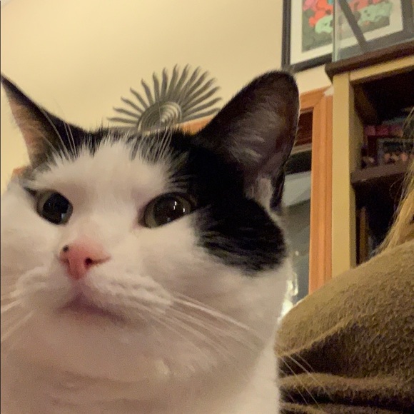 Meet your Posher, Brynn - Picture 1 of 2